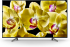Sony KD65XG8096BAEP
